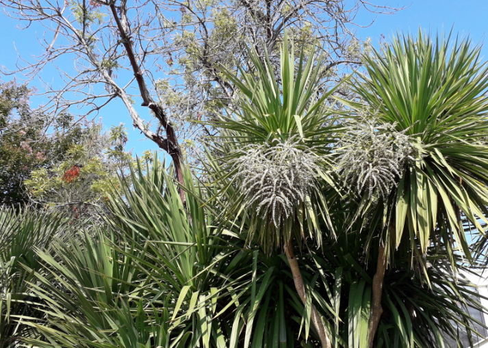 Advanced Techniques for Thriving Cordyline: From Recovery to Radiance