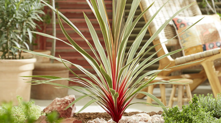 Cordyline Growth Tips: Taking Your Revived Plant to the Next Level