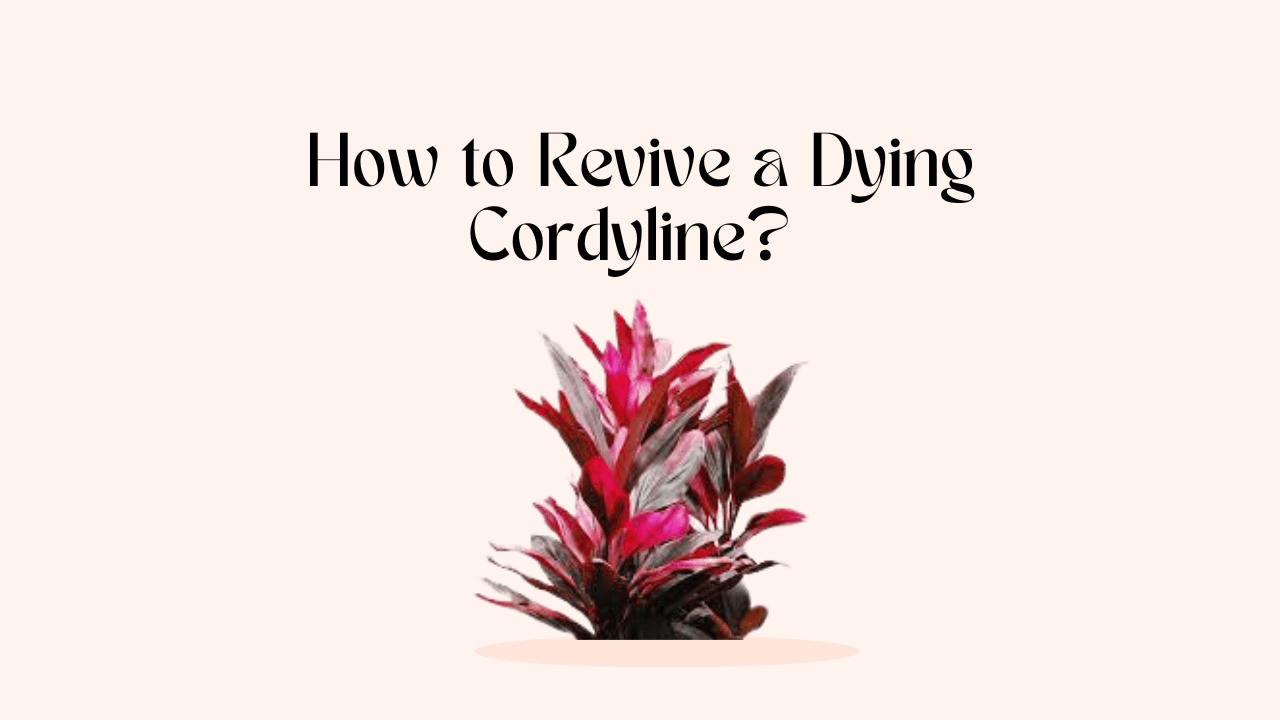 How to Revive a Dying Cordyline