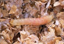 Mouth larva in Scientific Entomology